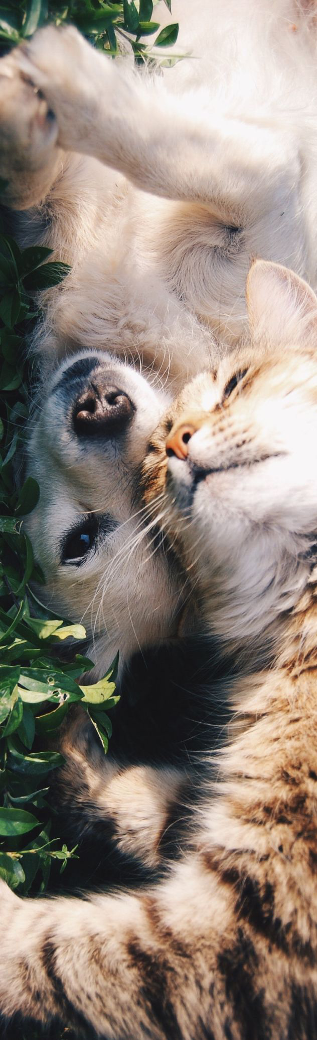 Un chat et un chien s'allongent sur une pelouse par une journée ensoleillée.
