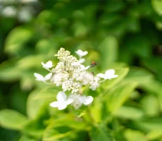 Maitre-et-compagnon-apiculture6