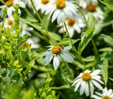 Maitre-et-compagnon-apiculture7